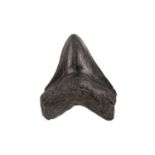 A FOSSILISED MEGALODON SHARK'S TOOTH