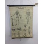 'ANATOMY AND PHYSIOLOGY' MEDICAL ROLLER CHART