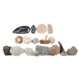 A COLLECTION OF PREDOMINANTLY MARINE LIFE FOSSILS