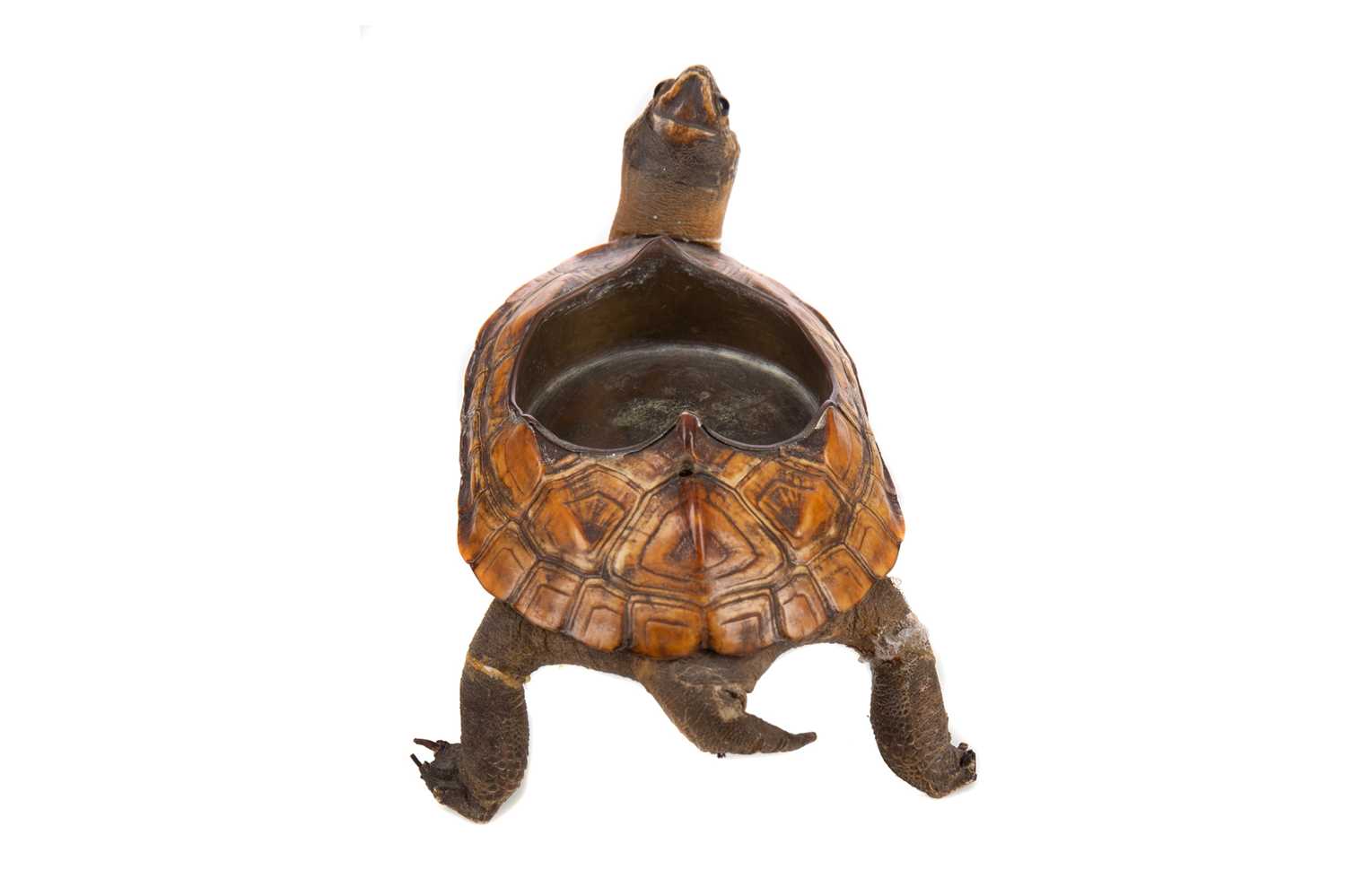 AN EARLY 20TH CENTURY TORTOISE TAXIDERMY ASHTRAY - Image 3 of 3