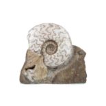 A FINELY PREPARED EPARIETITES AMMONITE SPECIMEN