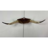 A LARGE PAIR OF TAXIDERMY TEXAS LONGHORN CATTLE HORNS
