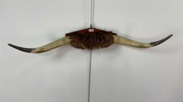 A LARGE PAIR OF TAXIDERMY TEXAS LONGHORN CATTLE HORNS