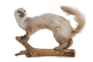 A TAXIDERMY OF A STOAT