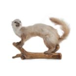 A TAXIDERMY OF A STOAT