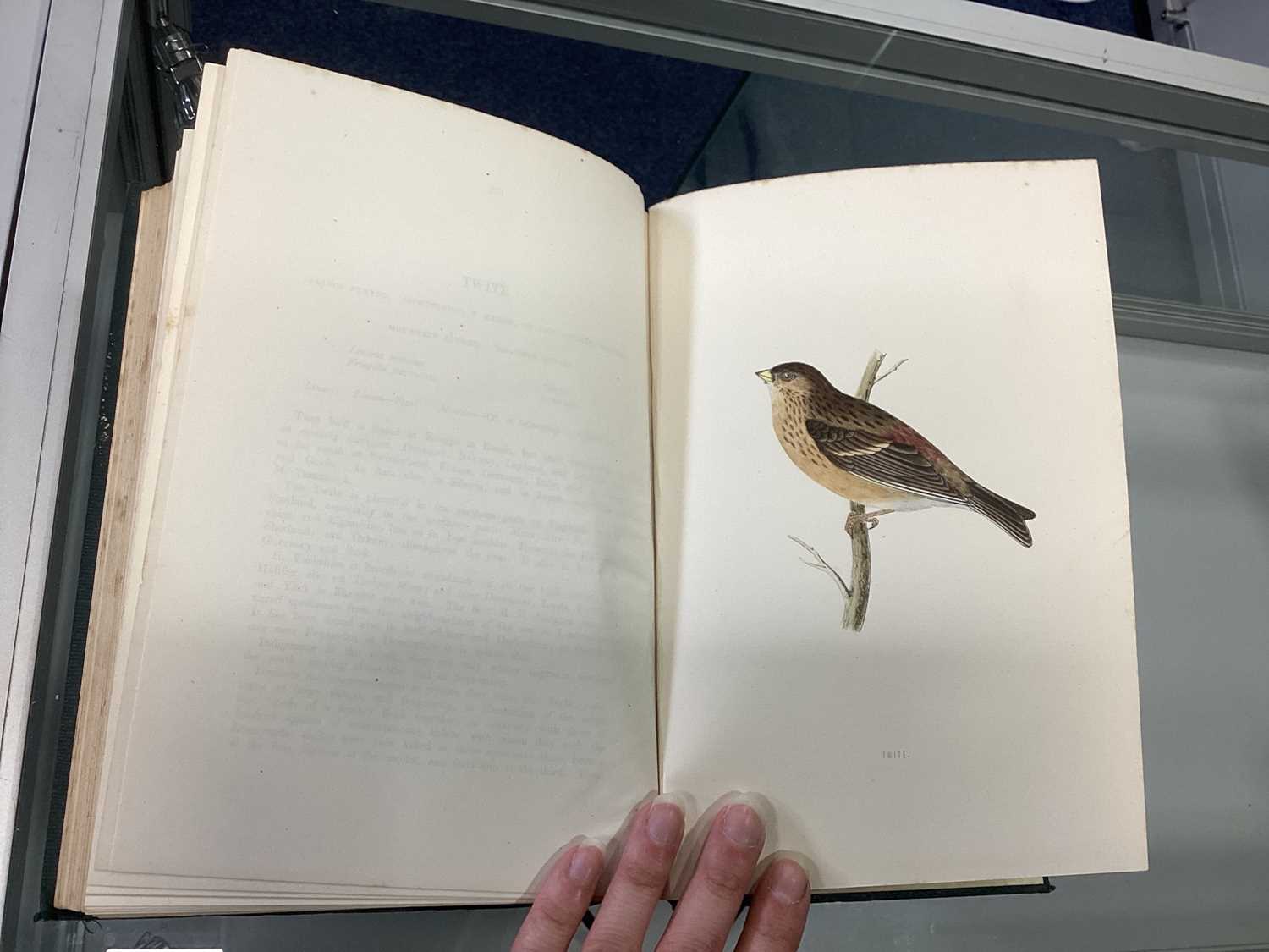 A HISTORY OF BRITISH BIRDS, MORRIS (REV. F.O.) - Image 21 of 53