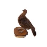 A TAXIDERMY RED GROUSE