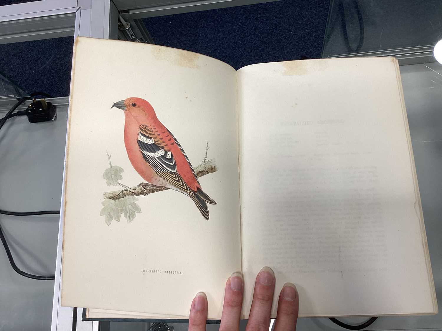 A HISTORY OF BRITISH BIRDS, MORRIS (REV. F.O.) - Image 23 of 53