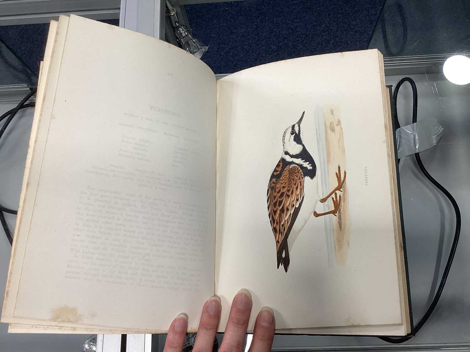 A HISTORY OF BRITISH BIRDS, MORRIS (REV. F.O.) - Image 34 of 53