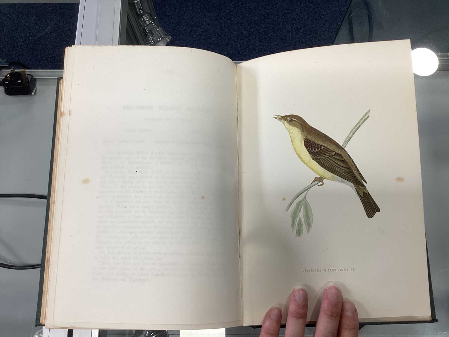 A HISTORY OF BRITISH BIRDS, MORRIS (REV. F.O.) - Image 28 of 53
