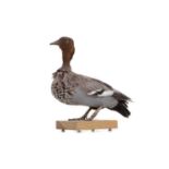 A TAXIDERMY FIGURE OF A DUCK