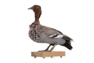 A TAXIDERMY FIGURE OF A DUCK