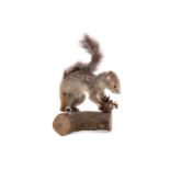 A TAXIDERMY GREY SQUIRREL