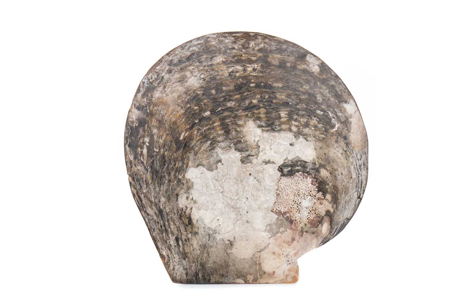 A LATE 19TH CENTURY CONTINENTAL CARVED MOTHER-OF-PEARL SHELL - Image 2 of 2