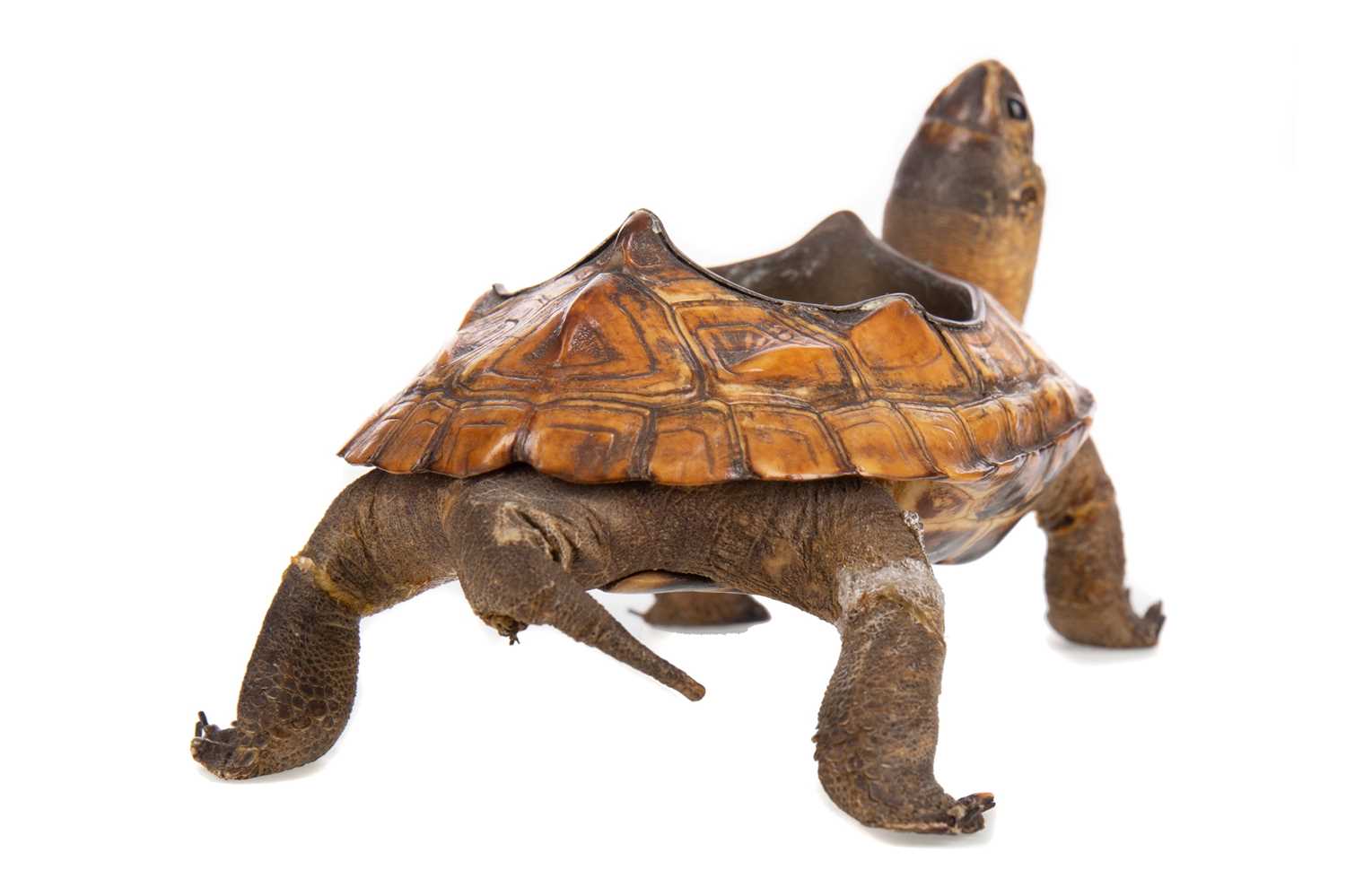 AN EARLY 20TH CENTURY TORTOISE TAXIDERMY ASHTRAY