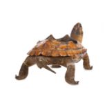 AN EARLY 20TH CENTURY TORTOISE TAXIDERMY ASHTRAY