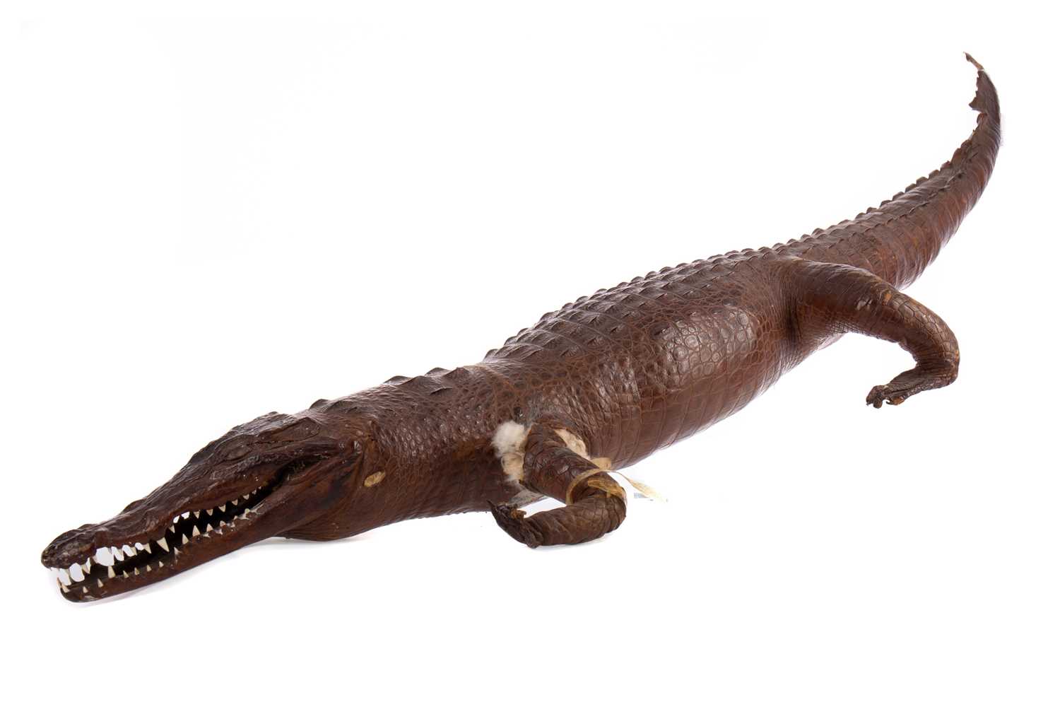 A TAXIDERMY CAIMAN CROCODILE