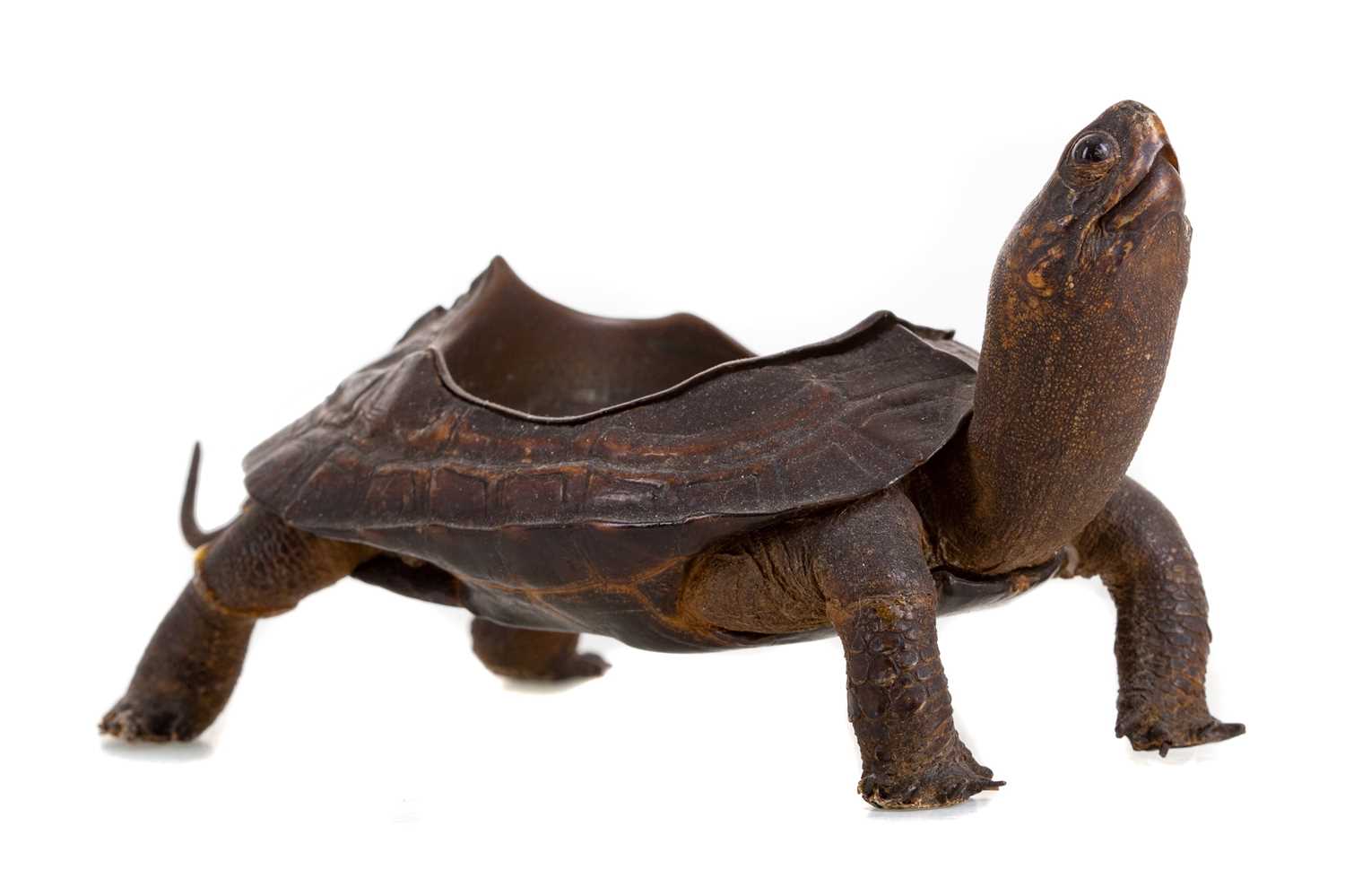 A LATE 19TH/EARLY 20TH CENTURY TAXIDERMY TORTOISE