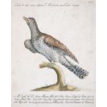 Giuseppe Vanni (18th c) after Vanni, Lorenzi or Manetti - Cuckoo, etching with engraving, hand