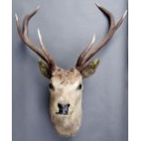 Taxidermy. Deer full head mount with antlers, early 20th c, glass eyes Dusty and worn with cracks on