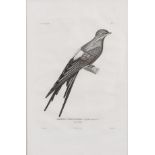 Duperrey (Louis Isadore) - Voyage Autour du Nonde, seven (only) plates of birds  by Jean Louis