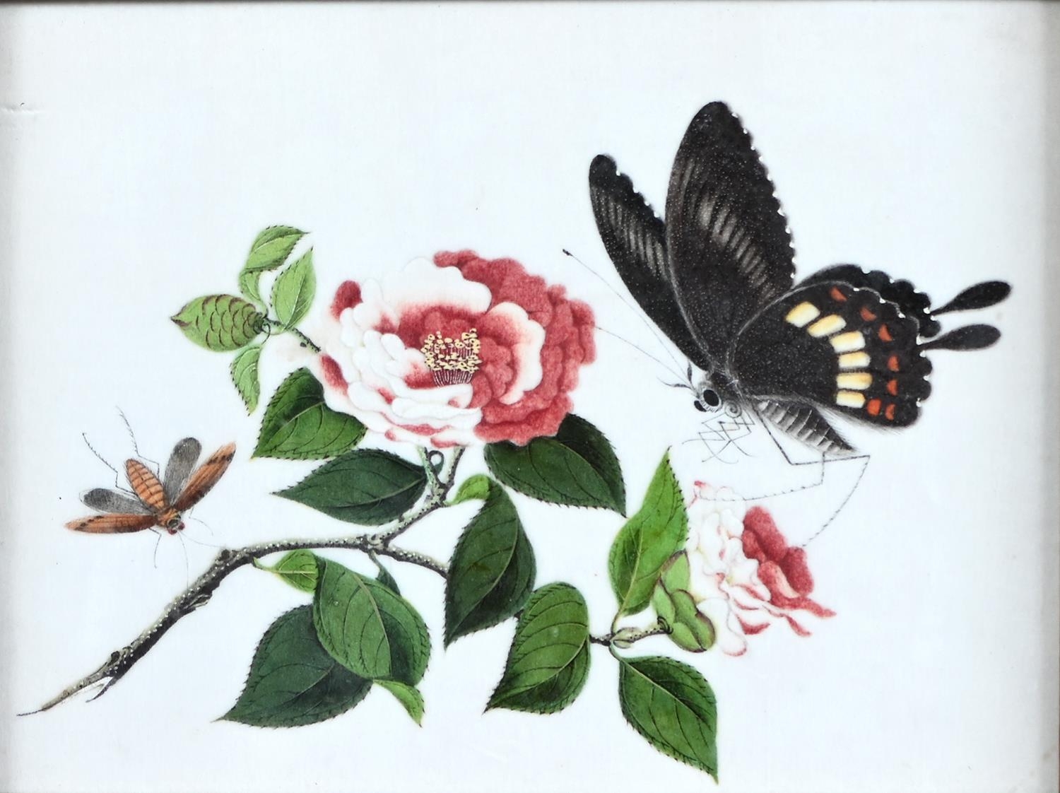 A Chinese rice paper painting, 19th c,  butterflies and camellia, 13 x 17cm In apparently good
