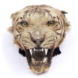 Taxidermy. Bengal Tiger, Panthera tigris tigris, India, head, attributed to Van Ingen of Mysore,