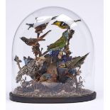 Taxidermy. A collection of British and exotic birds, to include kingfisher, woodpecker, finches,