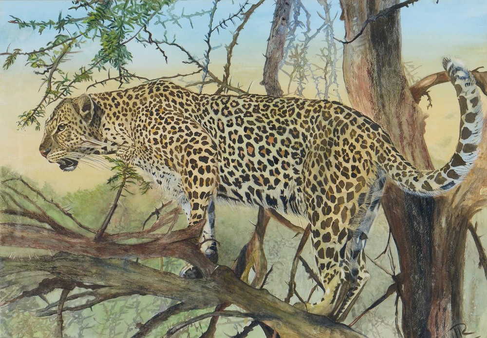 20th c School - A Leopard, signed with initial R, watercolour, 49.5 x 71cm Good condition