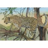 20th c School - A Leopard, signed with initial R, watercolour, 49.5 x 71cm Good condition