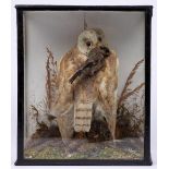 Taxidermy. Barn owl and prey, early 20th c,  realistically mounted in glazed case, 40cm h