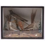 Taxidermy. A pair of sandpiper with cuckoo on a branch, naturalistic setting, glazed case, 31 x 42cm