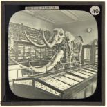 British Museum. 21 magic lantern slides, Ross Ltd, London, of Egyptian and other antiquities and