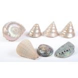 Conchology. Four various turbo shells, a conch shell and two others One of the smaller conical turbo