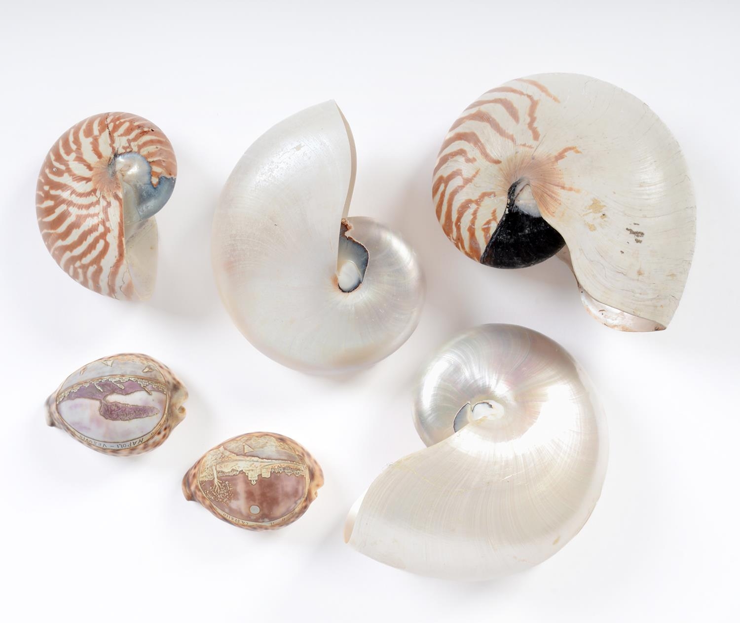 Conchology. A group of seashells, comprising four chambered nautilus shells and two Neapolitan cameo