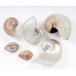 Conchology. A group of seashells, comprising four chambered nautilus shells and two Neapolitan cameo