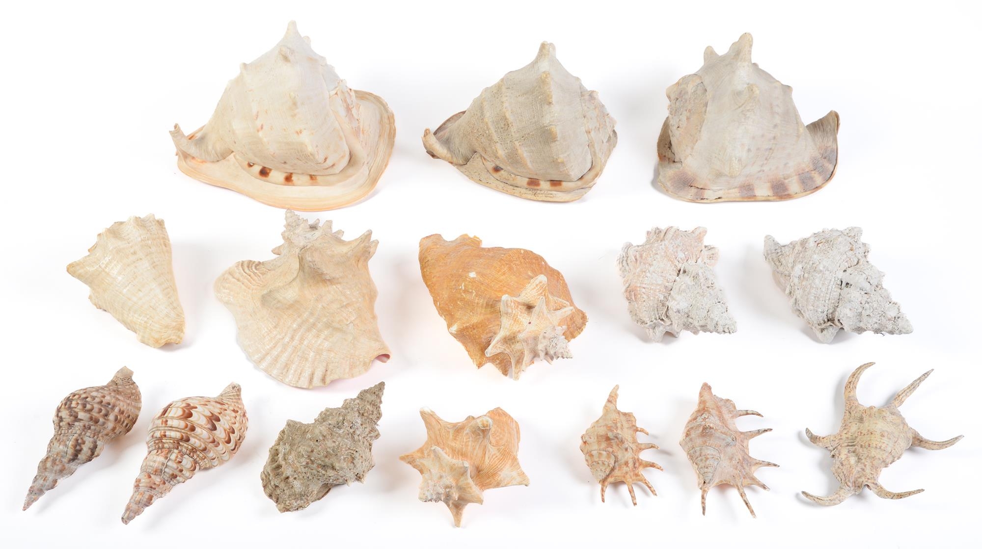 Conchology. A group of seashells, mainly conch and triton