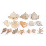Conchology. A group of seashells, mainly conch and triton