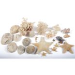 Conchology. A collection of conch shells, etc (4 boxes) Many in good condition
