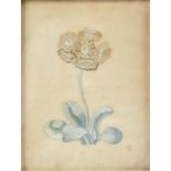 An embroidered silk picture of an auricula, worked in coloured silk on laid paper, 19 x 14.5cm,