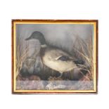 Taxidermy. Mallard drake, realistically mounted amidst rocks and grasses in wood case, 49cm h; 21