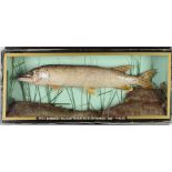 Fish taxidermy. Pike, mounted in glazed case with inscription dated 2001, 32 x 73cm ConditionGlass