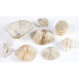 A collection of coral Condition