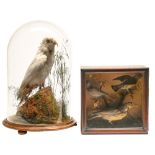 Victorian taxidermy. Grey parrot and a tableau of three birds, realistically mounted on round wood
