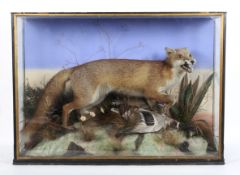 A taxidermy fox in glazed display case, early 20th century,