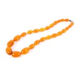 A single strand of graduating honey amber beads with white metal clasp, 124g. 64cm .
