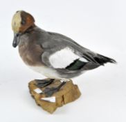 A taxidermy duck, in a standing pose and placed on a section of wood,