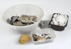 A selection of rock and mineral specimens, together with shells, coral and an ostrich egg