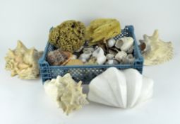 A collection of shells and natural specimens, the examples include a conch shell,