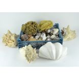 A collection of shells and natural specimens, the examples include a conch shell,